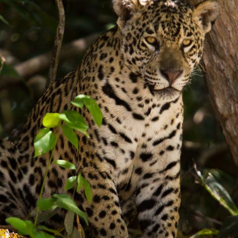 Jaguar on riverbank, Cuiaba River