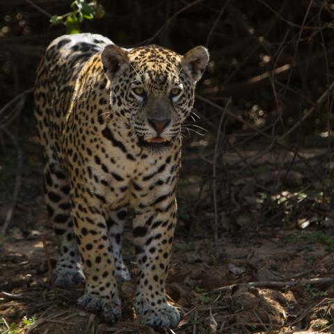 Jaguar on riverbank, Cuiaba River