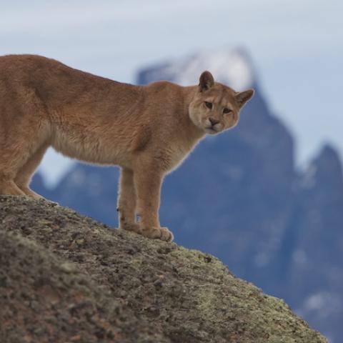 Puma in Torres del Paine