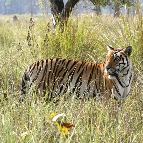 Tiger in Kanha