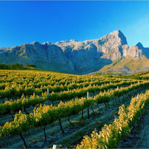 Franschhoek, Cape Winelands