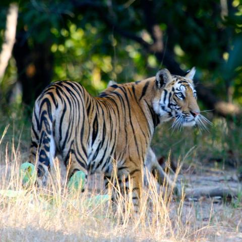 Tiger in India