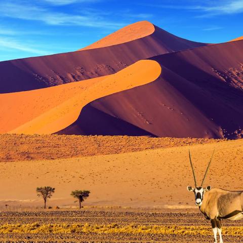 Gemsbok in Namib desert
