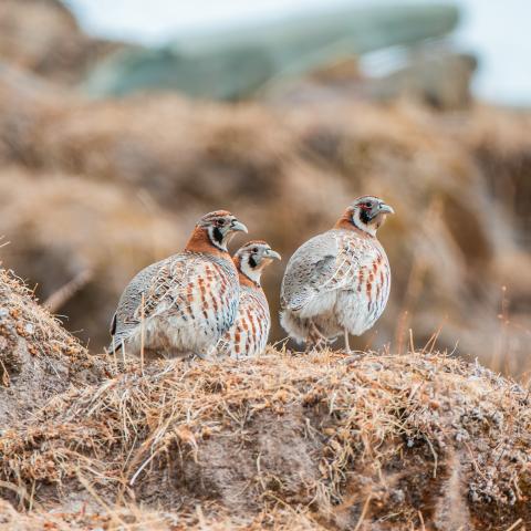 Chukar partridge