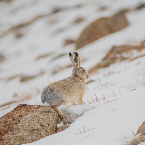 Woolly hare