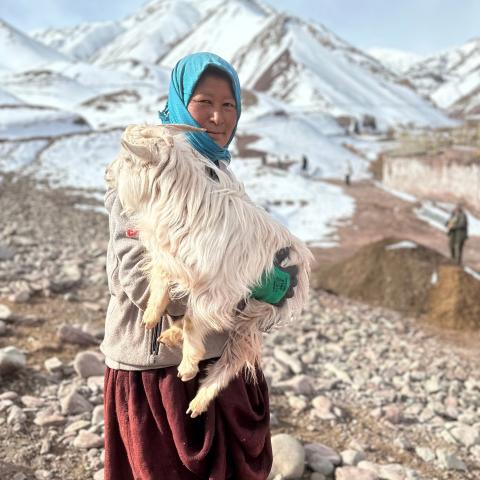 Pashmina goat shepherdess