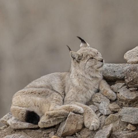 Eurasian lynx