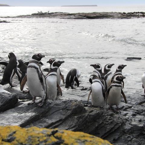 Magellanic penguins