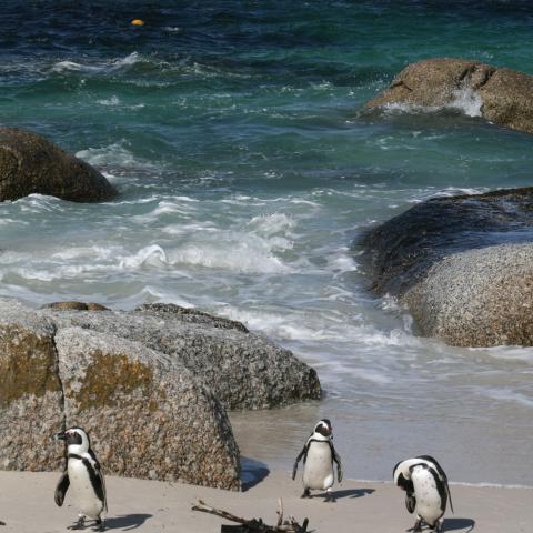 Boulders Beach