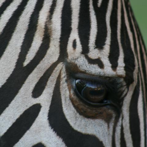 Zebra, Victoria Falls