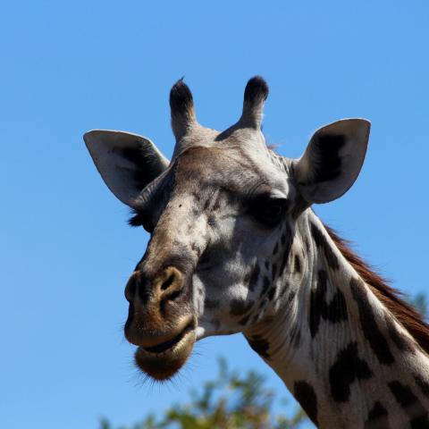 Giraffe, Sabi Sands