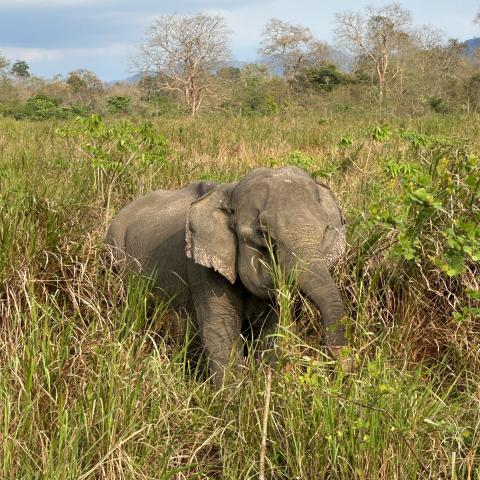 Asian elephant at Kaziranga National Park, Assam