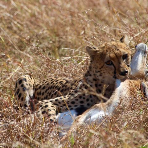 Cheetah, Kruger National Park