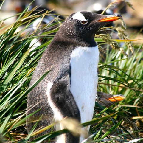 Gentoo penguin, Falkland Islands