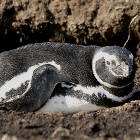 Magellanic penguin 