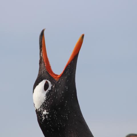Gentoo penguin, Falkland Islands