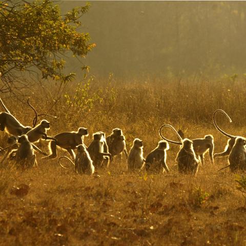 Langur troop