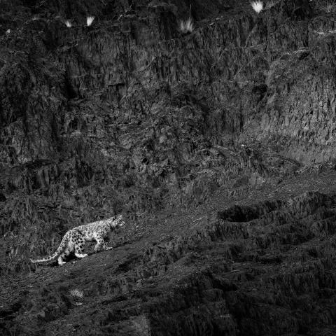 Snow leopard