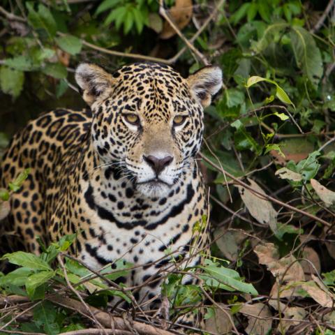 Jaguar on riverbank, Cuiaba River