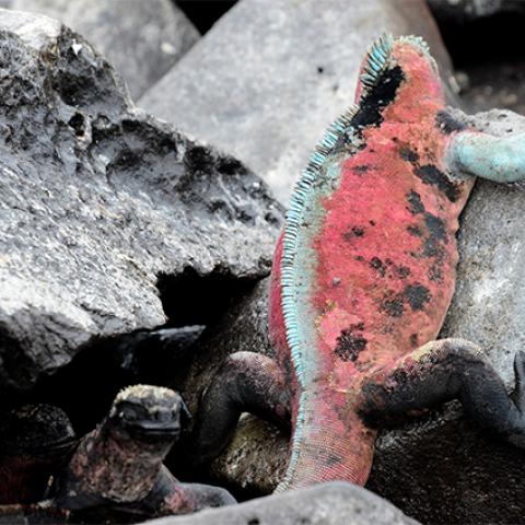 Marine iguana, Galapagos