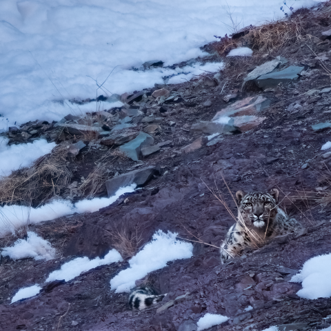 Snow leopard