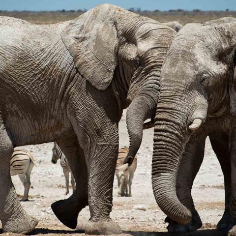 Elephants in Namibia