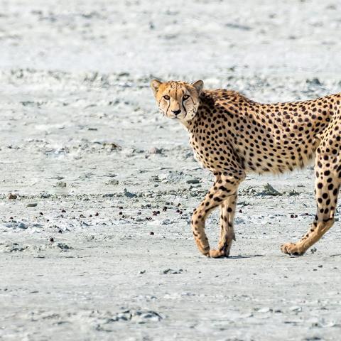 Cheetah in Namib desert