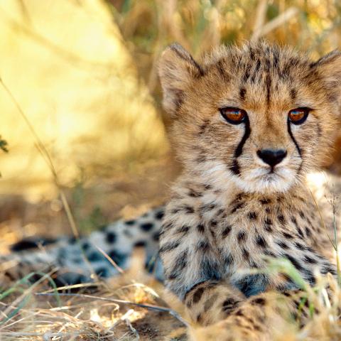 Young Cheetah in Namib desert