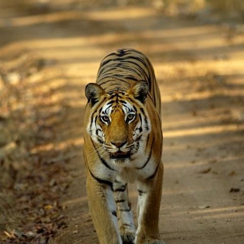 Tiger in India