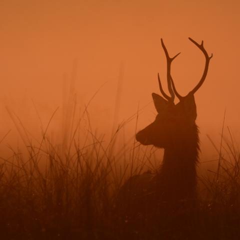 Swamp deer