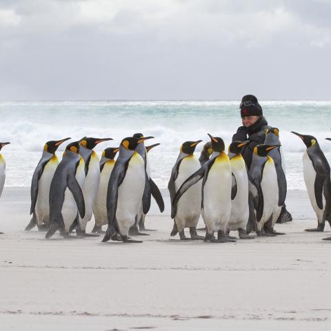 King penguins