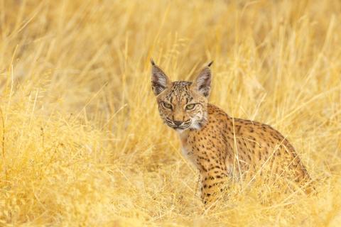 Iberian Lynx, Spain Iberian Lynx, Spain