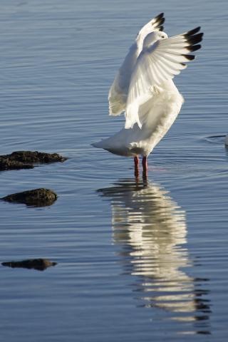 Coscoroba Swan, Torres del Paine