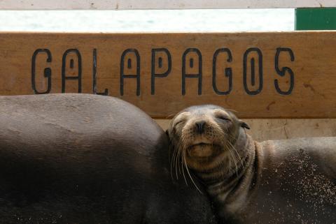 Galapagos Sea Lion