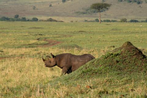 Black rhino in Masai Mara