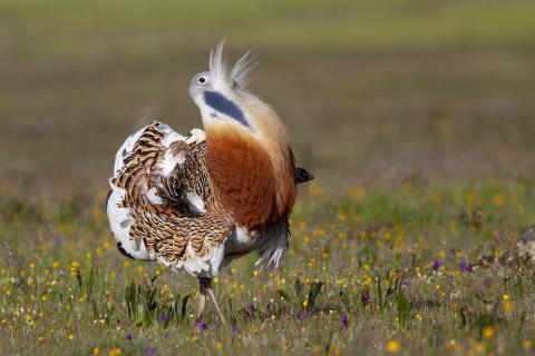 Great Bustard, Spain Great Bustard, Spain