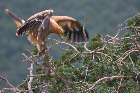 Spanish Imperial eagle, Spain Spanish Imperial eagle, Spain