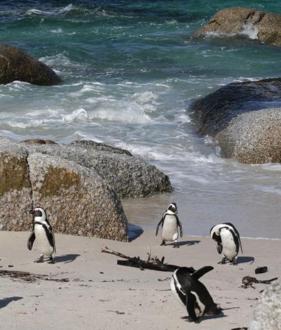 Boulders Beach, South Africa Boulders Beach, South Africa