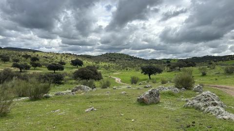 Iberian Lynx habitat, Spain Iberian Lynx habitat, Spain