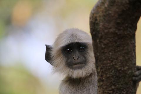 Common langur in Indian National Park Common langur in Indian National Park