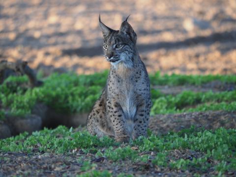 Iberian Lynx, Spain Iberian Lynx, Spain