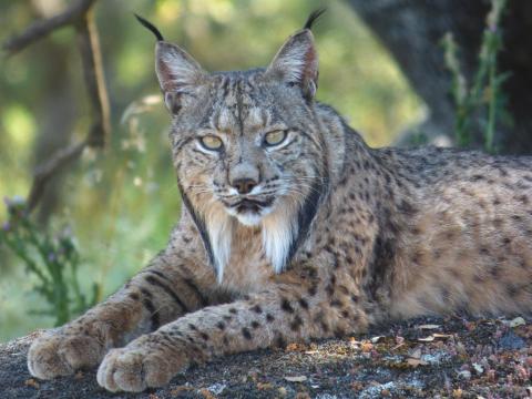 Iberian Lynx, Spain