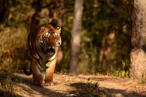 Bengal tiger in India Bengal tiger in India