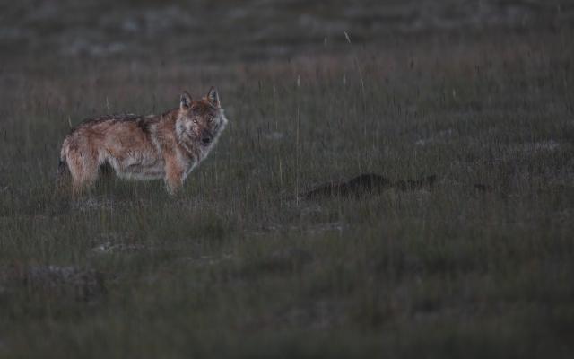Himalayan wolf