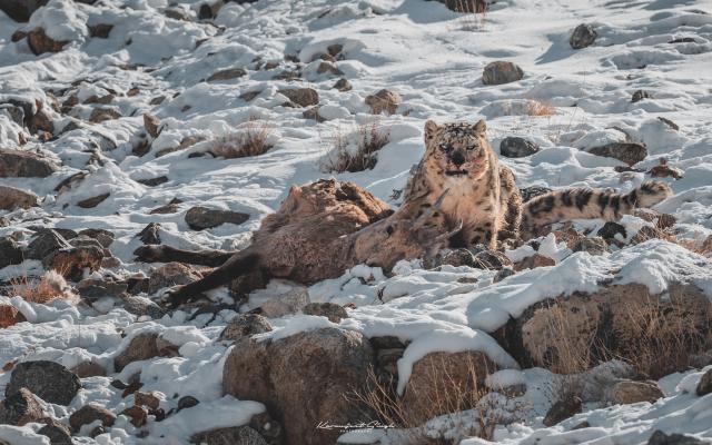 Snow leopard