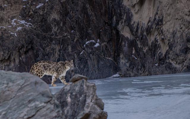Snow leopard