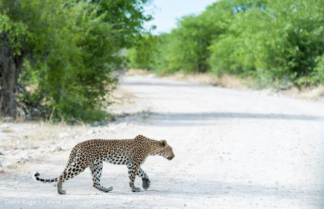 Leopard on prowl, Onguma Tented Camp, Namibia