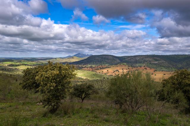 Iberian Lynx habitat, Spain