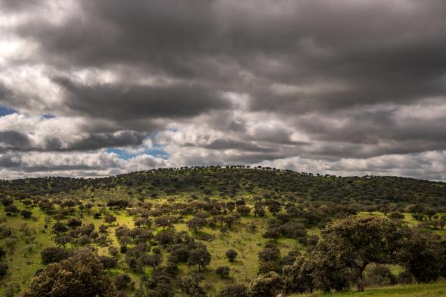 Iberian Lynx habitat, Spain