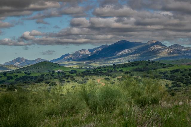 Iberian Lynx habitat, Spain